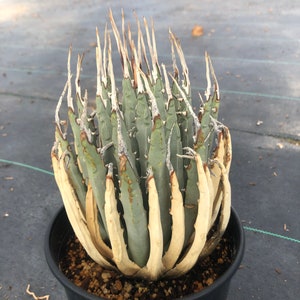 Agave Utahensis Eborispina image 1