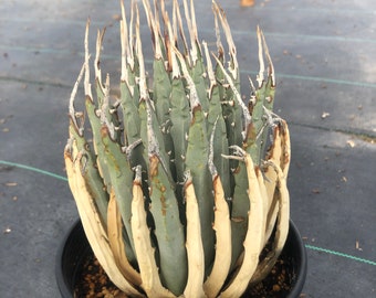 Agave Utahensis "Eborispina"