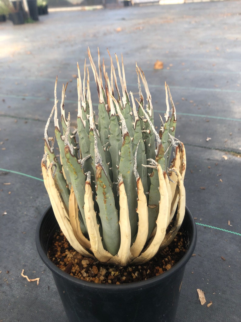 Agave Utahensis Eborispina image 1