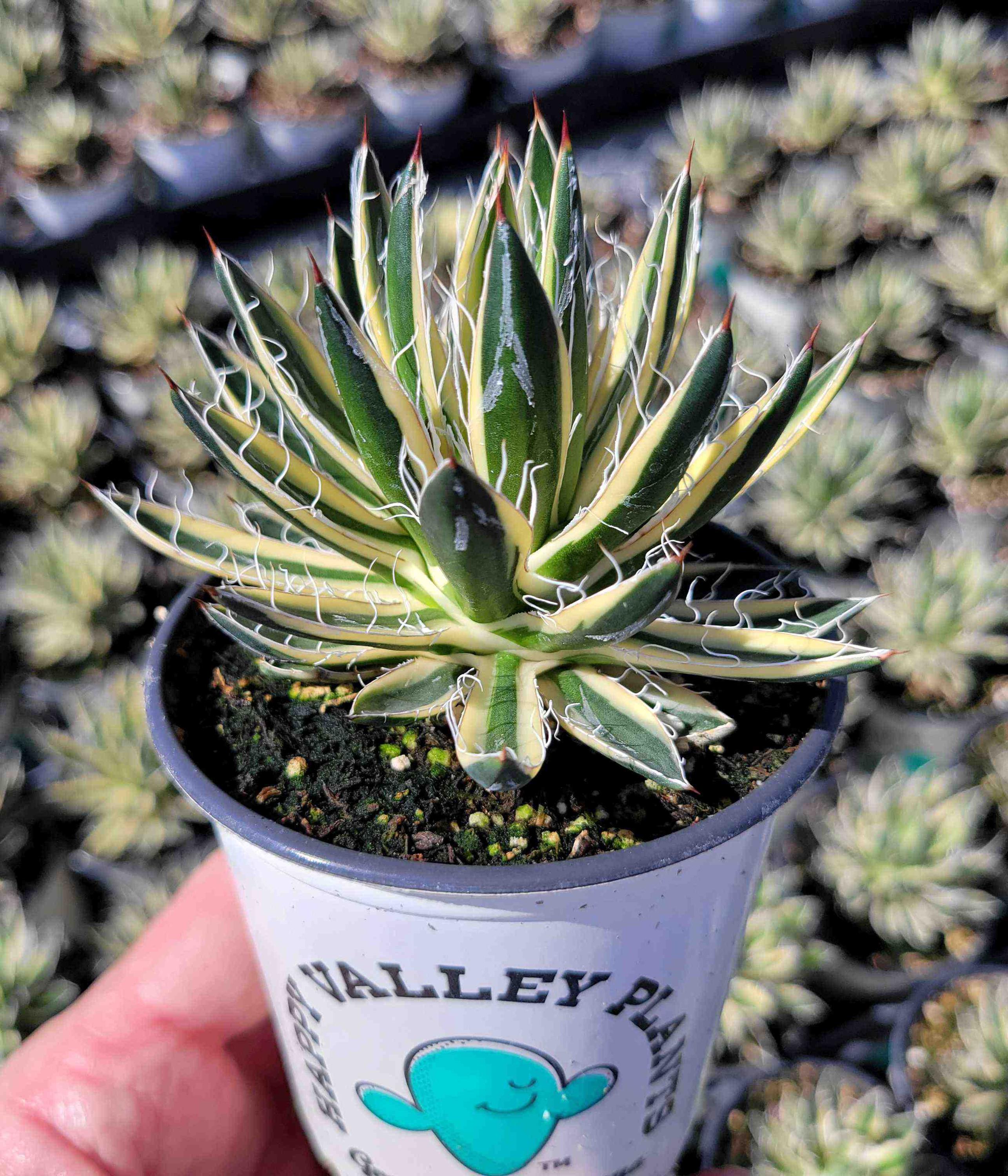 フラワー・ガーデニング Agave schidigera ' Flush' 19 Agave schidigera ' Flush' 19 【公式通販】