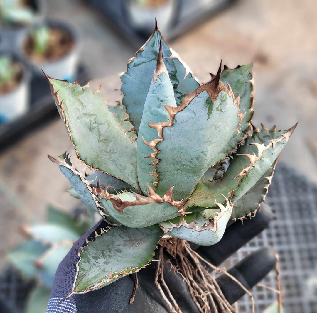 Agave 'lions Mane' - 1 Gallon - Etsy