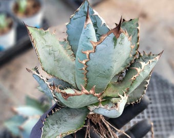 Black & Blue 'tiny Spine' Agave - Etsy