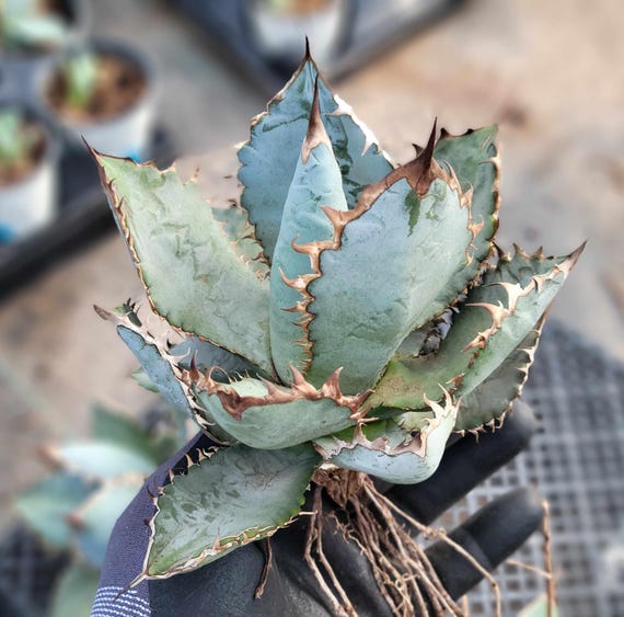 Agave 'lions Mane' - 1 Gallon - Etsy