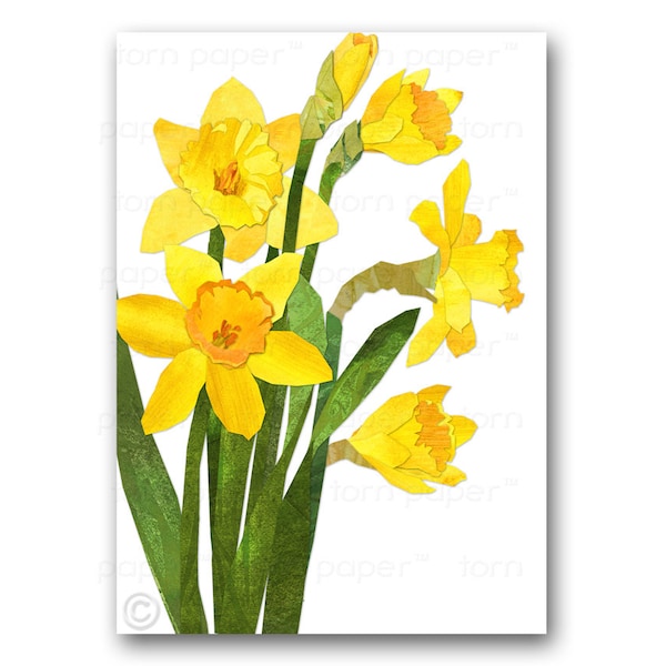 DAFFODILS - Blank Greeting Card - 5"x7" Springtime Flowers - Also available as a Print with a Custom Mat - Great Gift (CFLO201405)