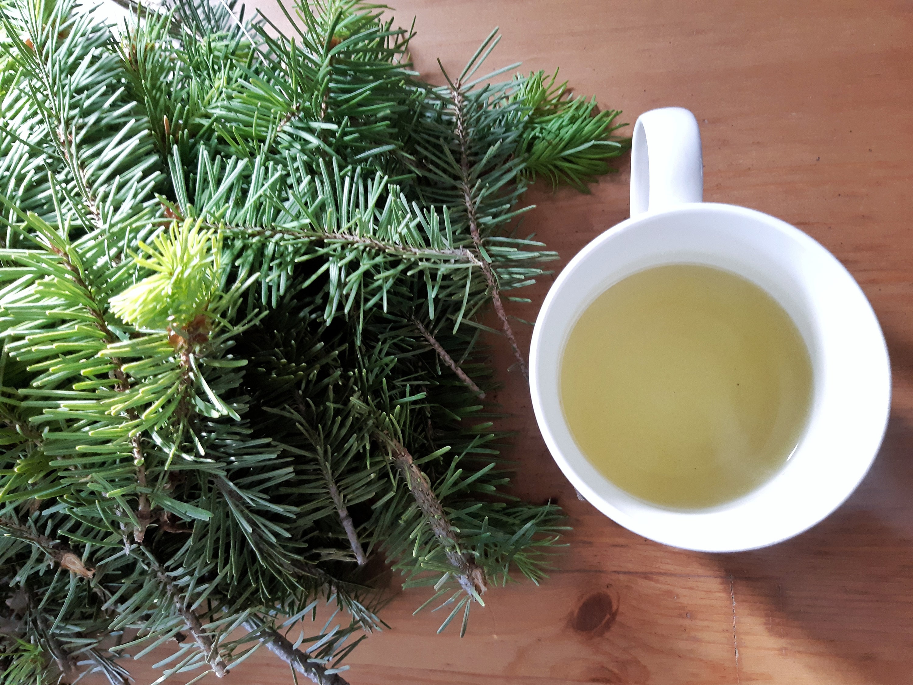 Pine Needle Tea bulk order 500 grams organic all natural Etsy