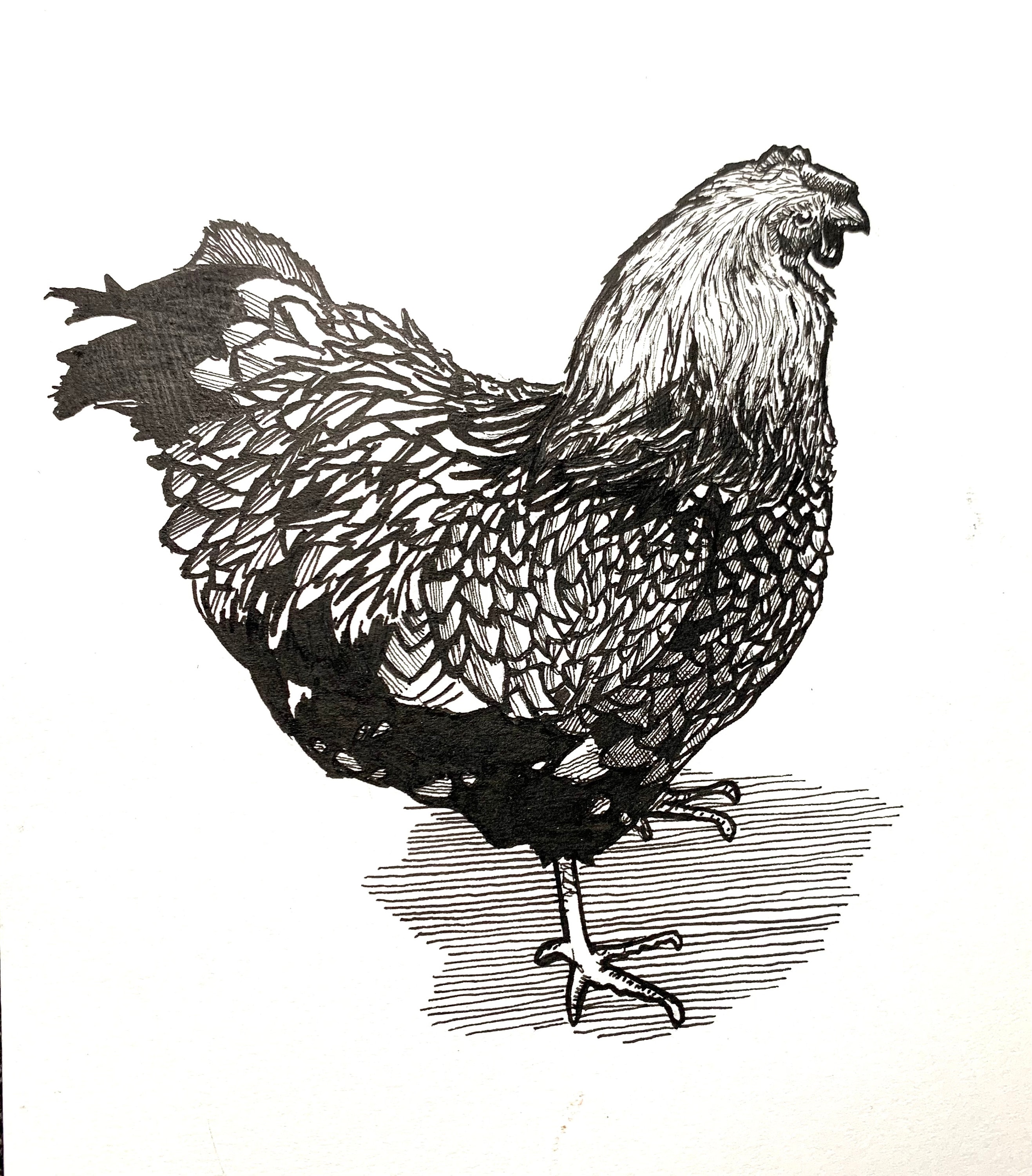 Chicken Pen and Ink Drawing Etsy