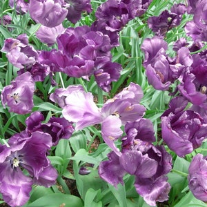Könnte beinhalten: Ein Feld mit lilafarbenen Tulpen mit gekräuselten Blütenblättern. Die Tulpen stehen in voller Blüte und sind von grünen Blättern umgeben.