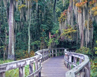The Scenic Route / Phinizy Swamp Nature Park in Augusta Georgia Boardwalk Moss Trees