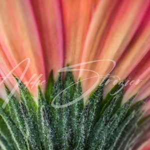 Daisy Petals Flower Wall Decor Print