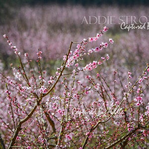 Peach Blossom Trees Print Spring Flowers Georgia South Etsy