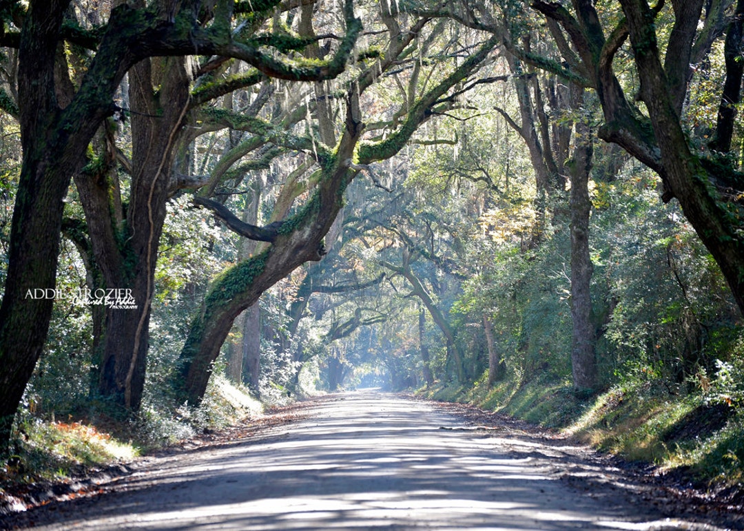 Botany Bay Road Edisto Island Beach / Trees Moss South Etsy