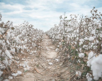 Southern Cotton Field Print // Alabama Georgia South Carolina Farm Wall Art Photography