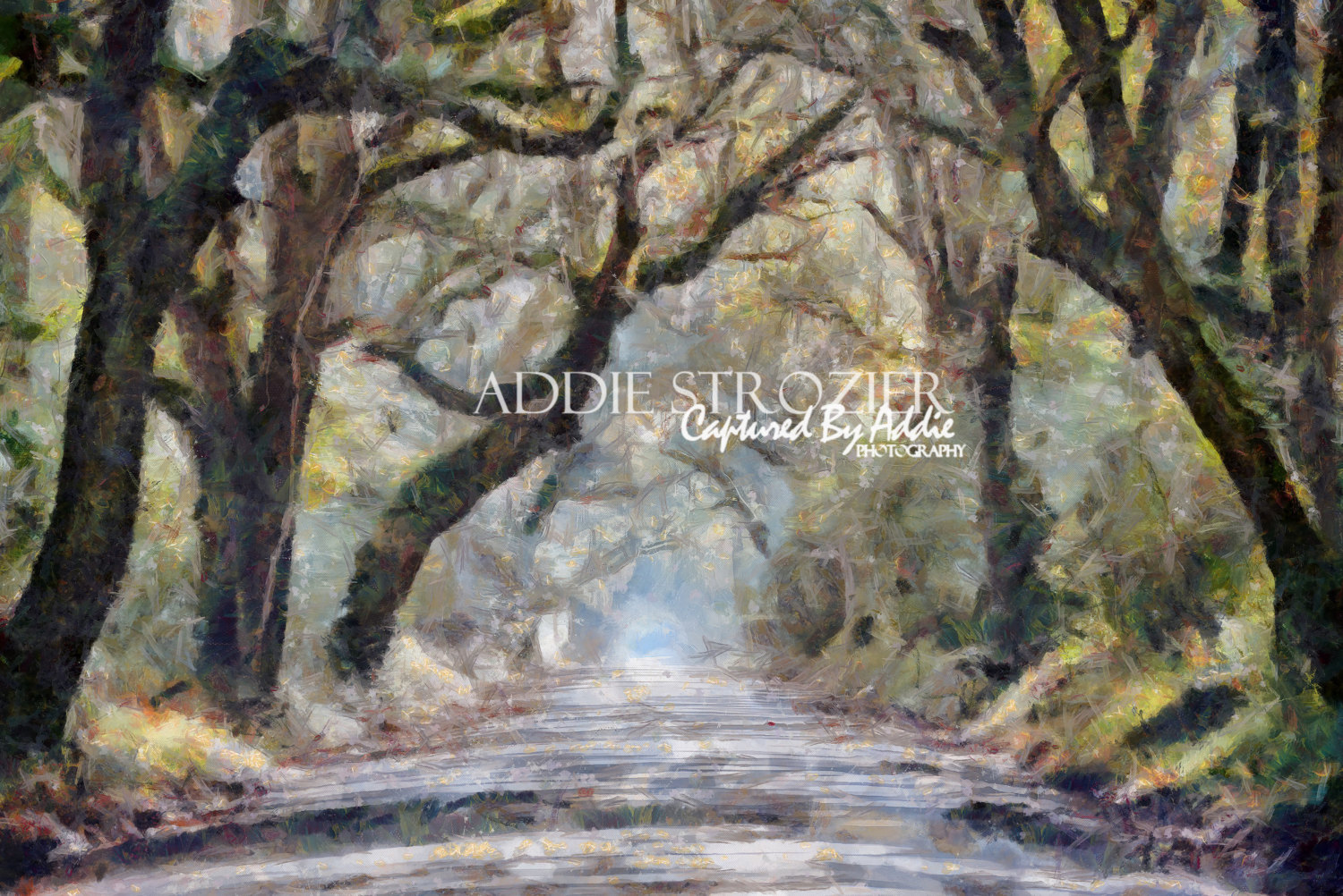 Botany Bay Road Edisto Island Beach  / Trees Moss South Carolina Wall Art Branches Canopy Print Paint