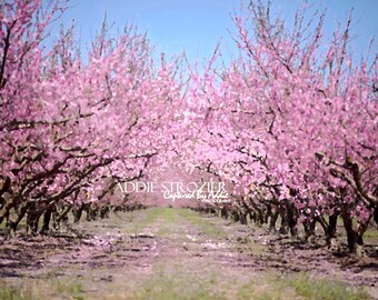 Peach Blossom Trees Print / Spring Flowers Georgia South Carolina Pink Wall Art