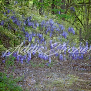 Digital Background Backdrop - Wisteria Spring Summer Setting Photoshop Photography Flower Floral Purple