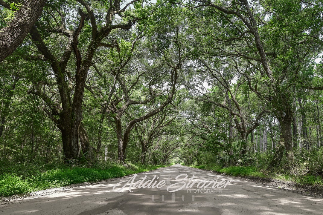 Botany Bay Road Edisto Island Beach 2 / Trees Moss South Carolina Wall