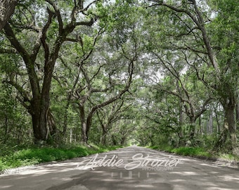 Botany Bay Road Edisto Island Beach 2 / Trees Moss South Carolina Wall Art Branches Canopy