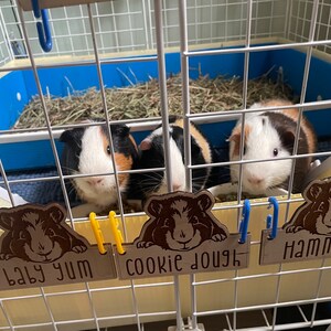 Personalized Guinea Pig Cage Tag, Custom Engraved Wood Name Sign, Cavy ...