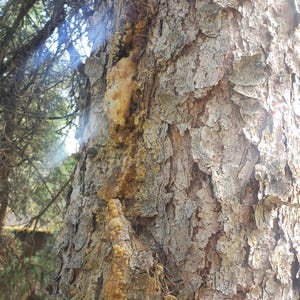 Alaskan Spruce Resin (raw)4oz.