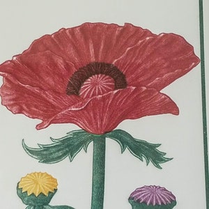 May include: A red poppy flower with a dark brown center and green leaves. The flower is in bloom and has a long green stem.