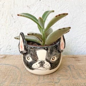 Boston Terrier Succulent Planter