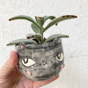 May include: A small, gray ceramic cat-shaped planter with a succulent plant. The planter has a hand-painted cat face with white eyes, pink cheeks, and a stitched mouth. The succulent has green, fuzzy leaves.