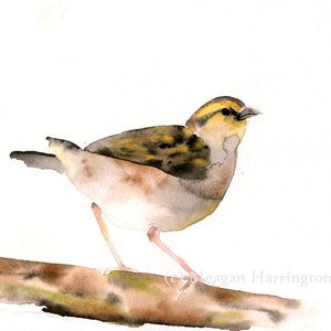 Grassland Sparrow ORIGINAL nature watercolor painting - 8x10 Watercolor - Bird Painting