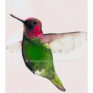 Hummingbird Art - Annas Hummingbird - Fine Art Print Bird Fuchshia Pink and Green - Hummingbird watercolor