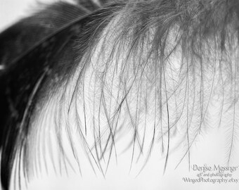 Macro Photography Feather Picture Serene Decor Black and White Neutral Wall Art Feather Decor Boho Decor