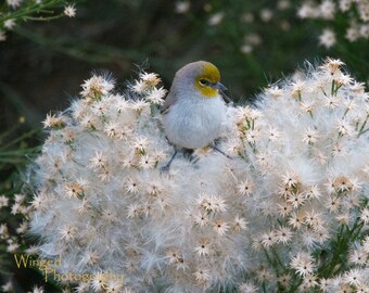 May include: A small, gray and yellow bird perched on a cluster of white, fluffy flowers. The flowers are in bloom and have a delicate, feathery texture.