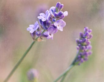 Dwarf English Lavender photography-botanical print-large vertical wall art-lavender-romantic rustic bedroom art