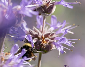 Bumble bee photography, bee photo, salvia clevelandii, pozo blue, California nature wall art print, cute bee kitchen decor