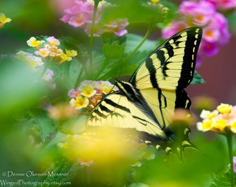 Butterfly Print-Western Tiger Swallowtail-Yellow-Green-Pink-Nature Photography-Home Décor-Office Decor