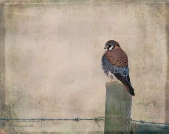 Bird Print Kestrel Nature Photography Rustic Home Decor Bird on Barbed Wire Moody Falcon Wall Art