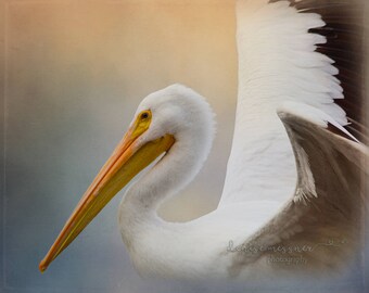 American White Pelican art photography print, bird art print, coastal decor, beach decor, nursery decor, pelican art print