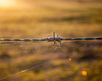 Spider Web covered Barbed Wire Photography at Sunset Abstract Nature Art-Rustic Decor