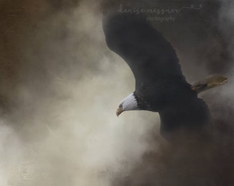 Bald Eagle Print, Fine Art Bird Photography, Eagle Art, Eagle Wall Décor, Bald Eagle In Flight, Bird In Flight