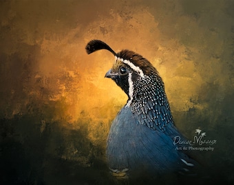 Art print, California quail, valley quail, California state bird, bird art, home décor, office décor, free shipping