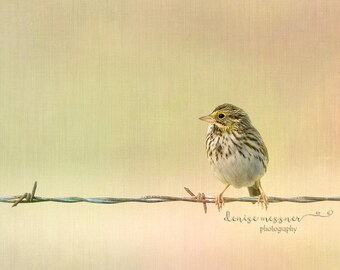 Fine Art Bird Print Bird Photography Nursery Wall Art Bird On Barbed Wire 11x14 Wall Art
