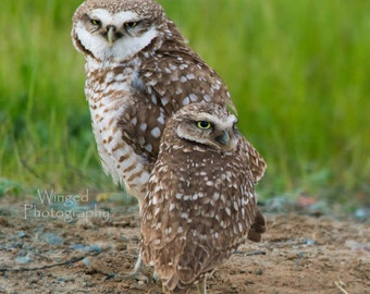 Burrowing Owl Pair-Bird Photography-Owl Photo-Large wall art