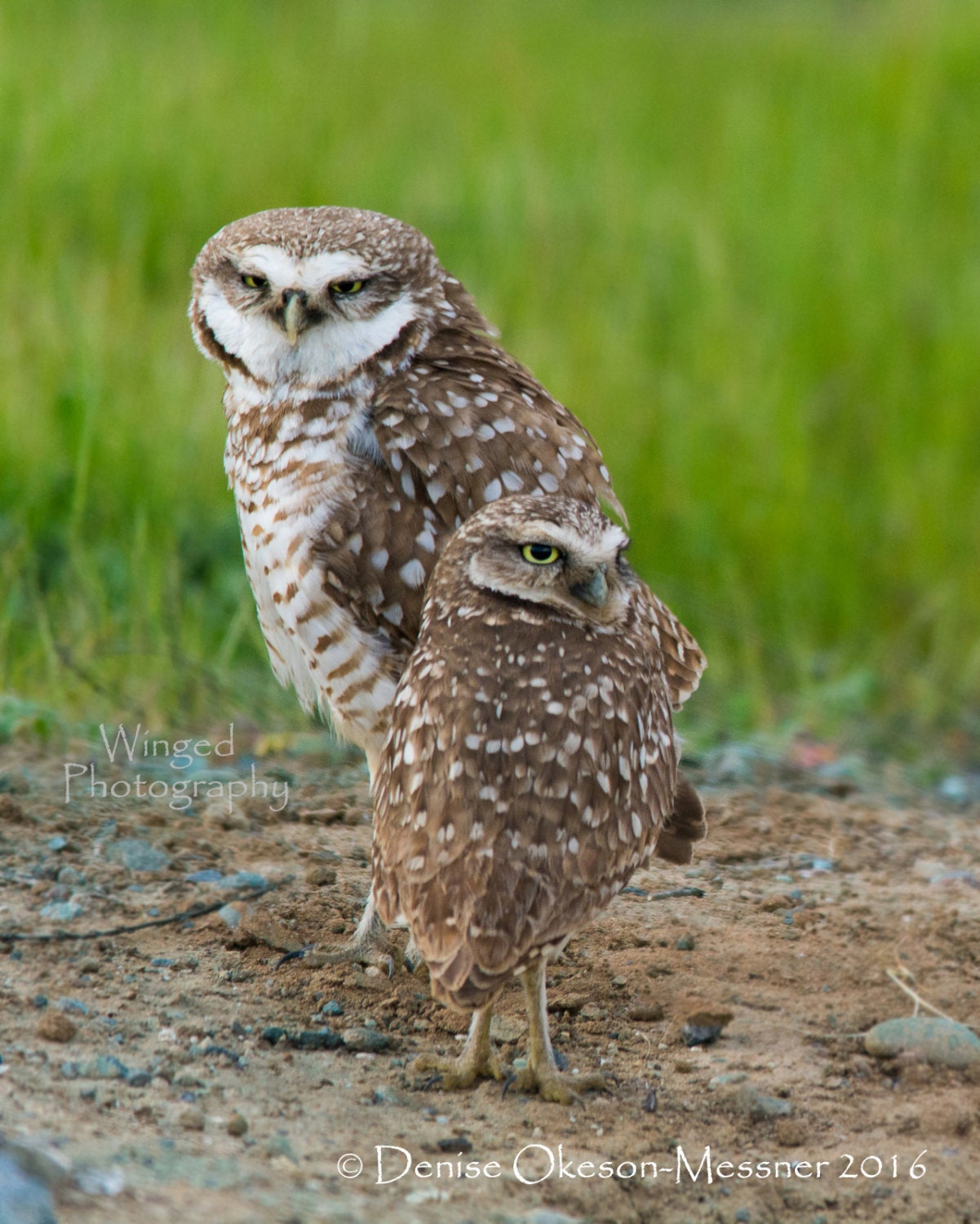 Burrowing Owl Pair-Bird Photography-Owl Photo-Large wall art