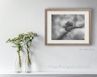 Coopers Hawk in flight-Bird art print-Bird photography print-Black and White home décor Hawk Art 8x10 bird print