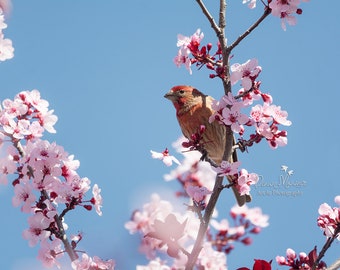 Male California House finch photo, plum blossom, bird photography print, spring wall art decor, pink and blue wall art, nursery wall art