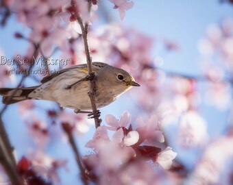 Yellow rumped warbler photo, plum blossom, bird photography print, spring decor, pink and blue wall art, nursery, cottage