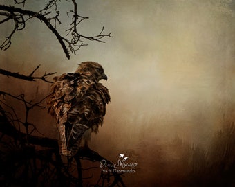 Red Tailed Hawk art print Rustic bird wall art horizontal nature wall art