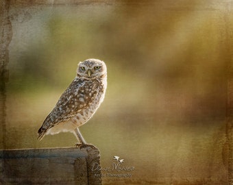 California Burrowing Owl Photography, Owl Décor, Owl Lover Gift, Fine Art Photography, California Photography, rustic owl art decor