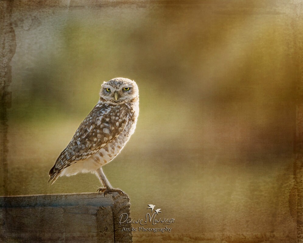 California Burrowing Owl Photography, Owl Décor, Owl Lover Gift, Fine Art Photography, Califo