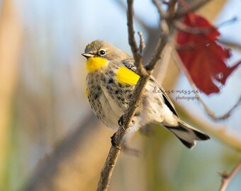 Fine art bird photography print, Yellow-rumped warbler photo, bird decor for nursery kitchen, yellow wall art