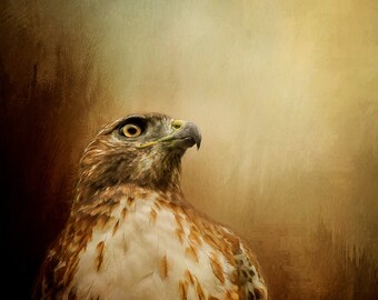 Red Tailed Hawk art print Rustic bird wall art vertical nature wall art, hawk print