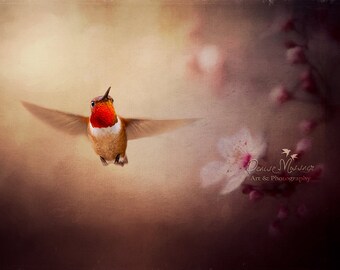 Rufous hummingbird fine art print, hummingbird decor, hummingbird art with pink flowers dreamy girls nursery decor FREE SHIPPING